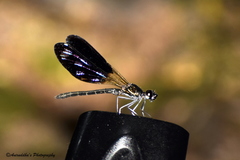 Aristocypha quadrimaculata