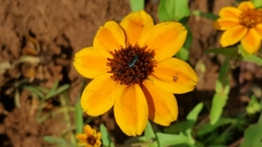 Zinnia haageana