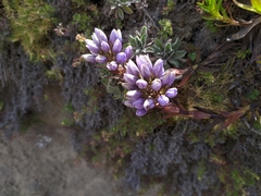 Gentianella corymbosa