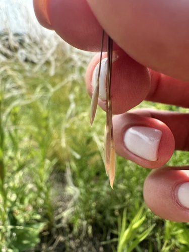Needle grass (Stipa lessingiana)