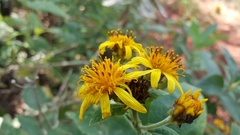 Verbesina sphaerocephala