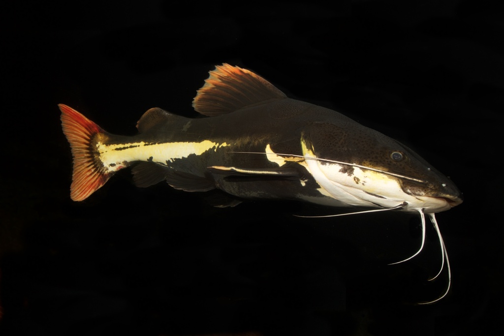 Redtail Catfish