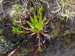 Gentianella corymbosa