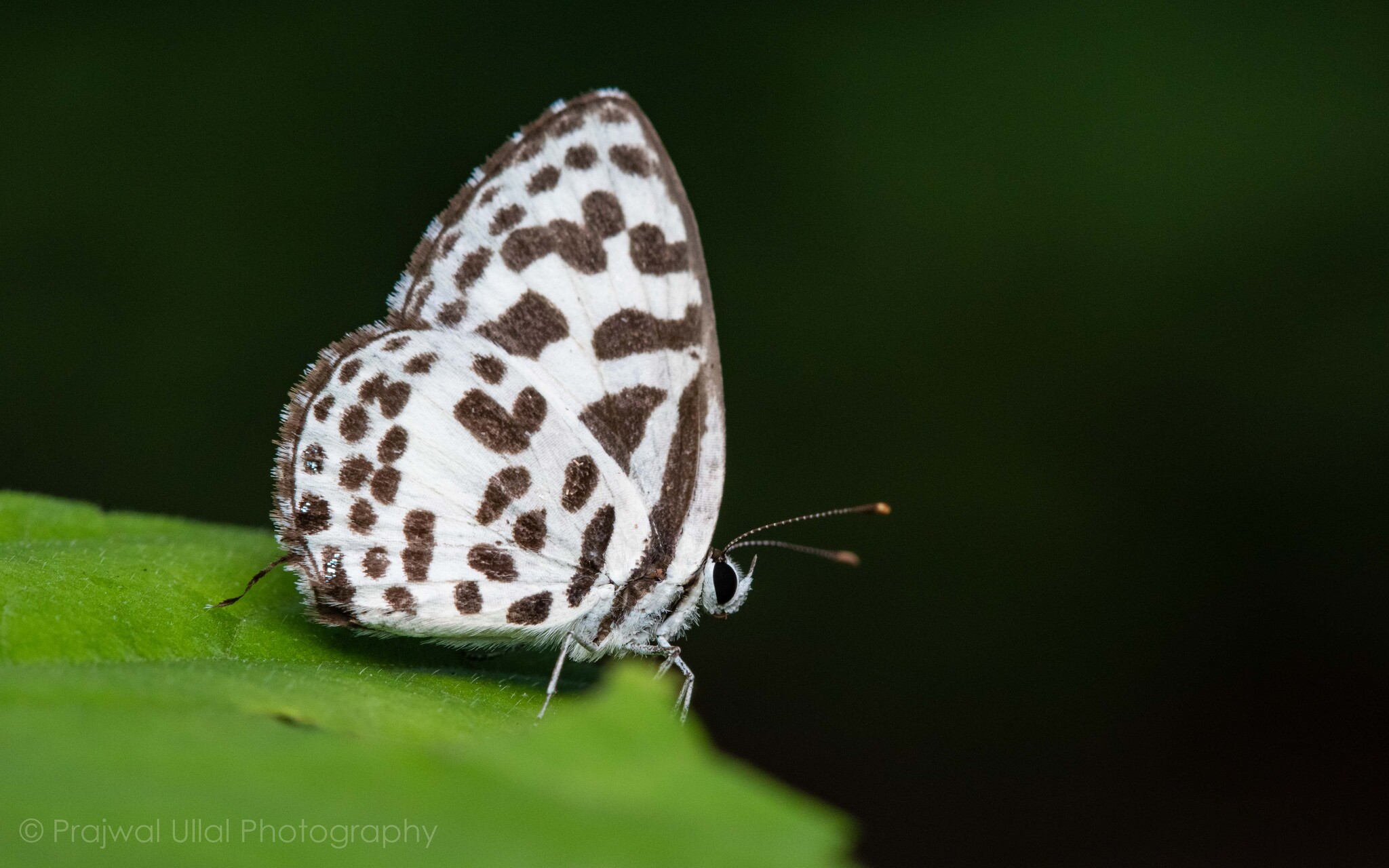Common Pierrot