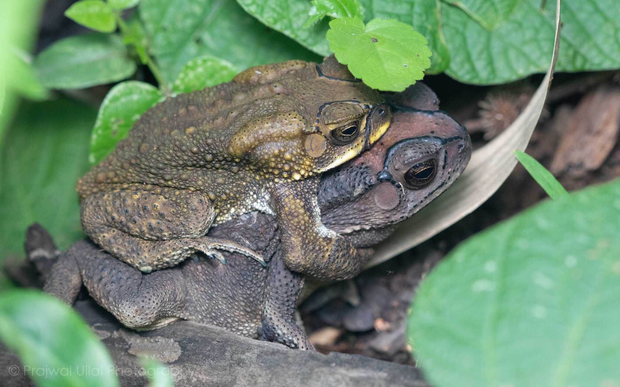 Indian Common True Toad