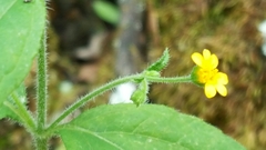 Trigonospermum annuum