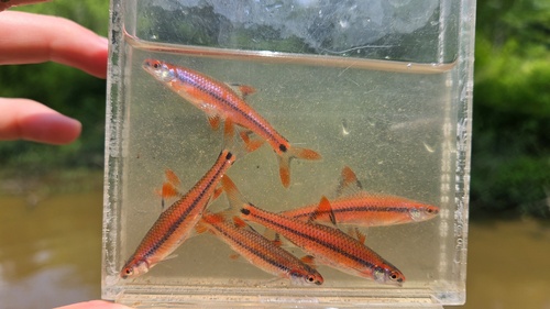 Notropis maculatus (Hay, 1881)