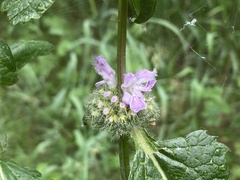 Phlomis scythica (Phlomis scythica)