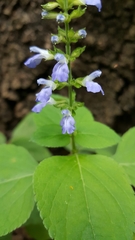 Salvia longispicata