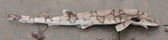 Scyliorhinus retifer