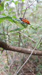 Oncopeltus varicolor