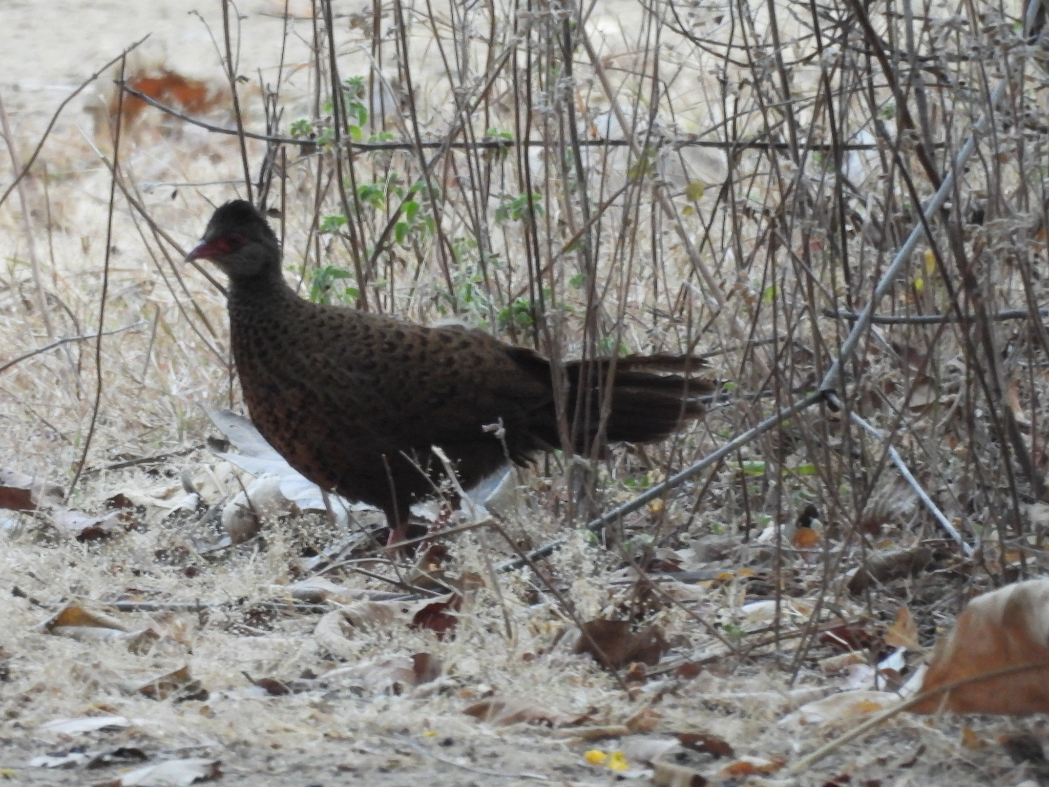 Red Spurfowl (Galloperdix spadicea), photo 4