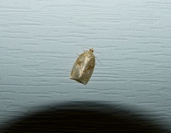 Adoxophyes negundana