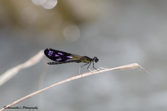 Aristocypha quadrimaculata