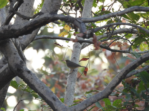 Sulphur-bellied Warbler (Phylloscopus griseolus), photo 9
