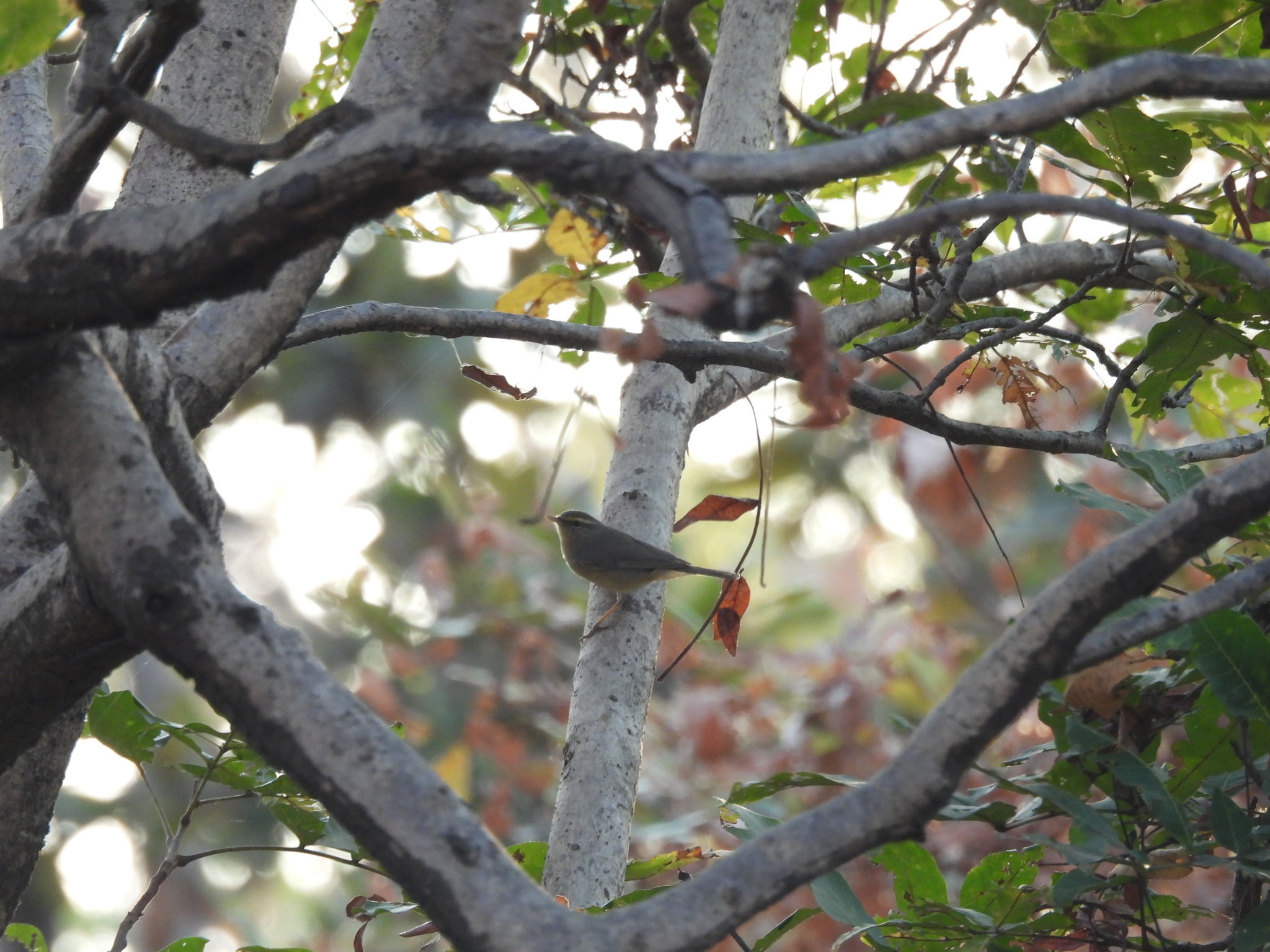 Sulphur-bellied Warbler