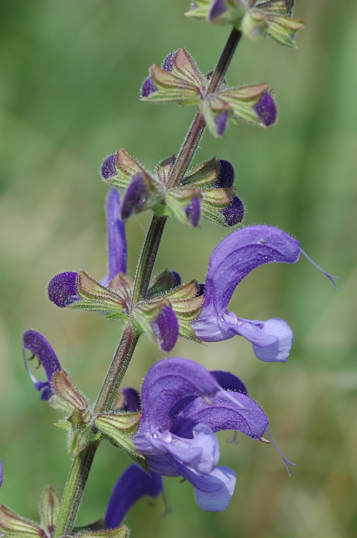 Salvia Haematodes