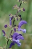 Meadow Sage - Photo (c) Bas Kers, some rights reserved (CC BY-NC-SA)