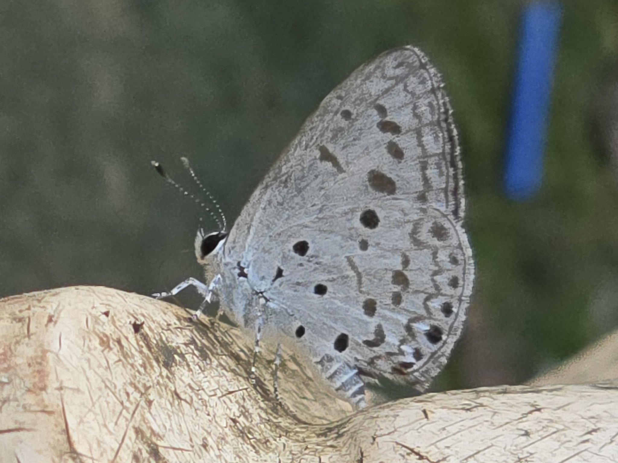 Common Hedge Blue