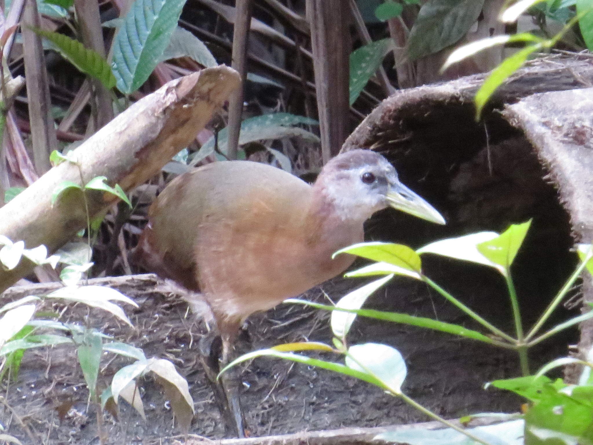 New Guinea Flightless Rail (Megacrex inepta), photo 2