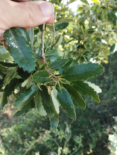 Quercus × senneniana (Quercus × senneniana)