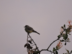 Pyrocephalus rubinus