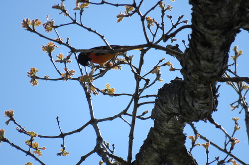 Baltimore Oriole