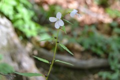 Cardamine bulbifera