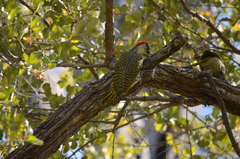 Campethera abingoni abingoni