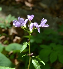 Cardamine bulbifera