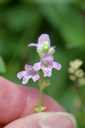 Physostegia intermedia, photograph 1