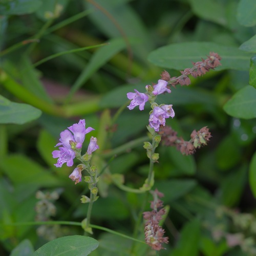Physostegia intermedia, photograph 2
