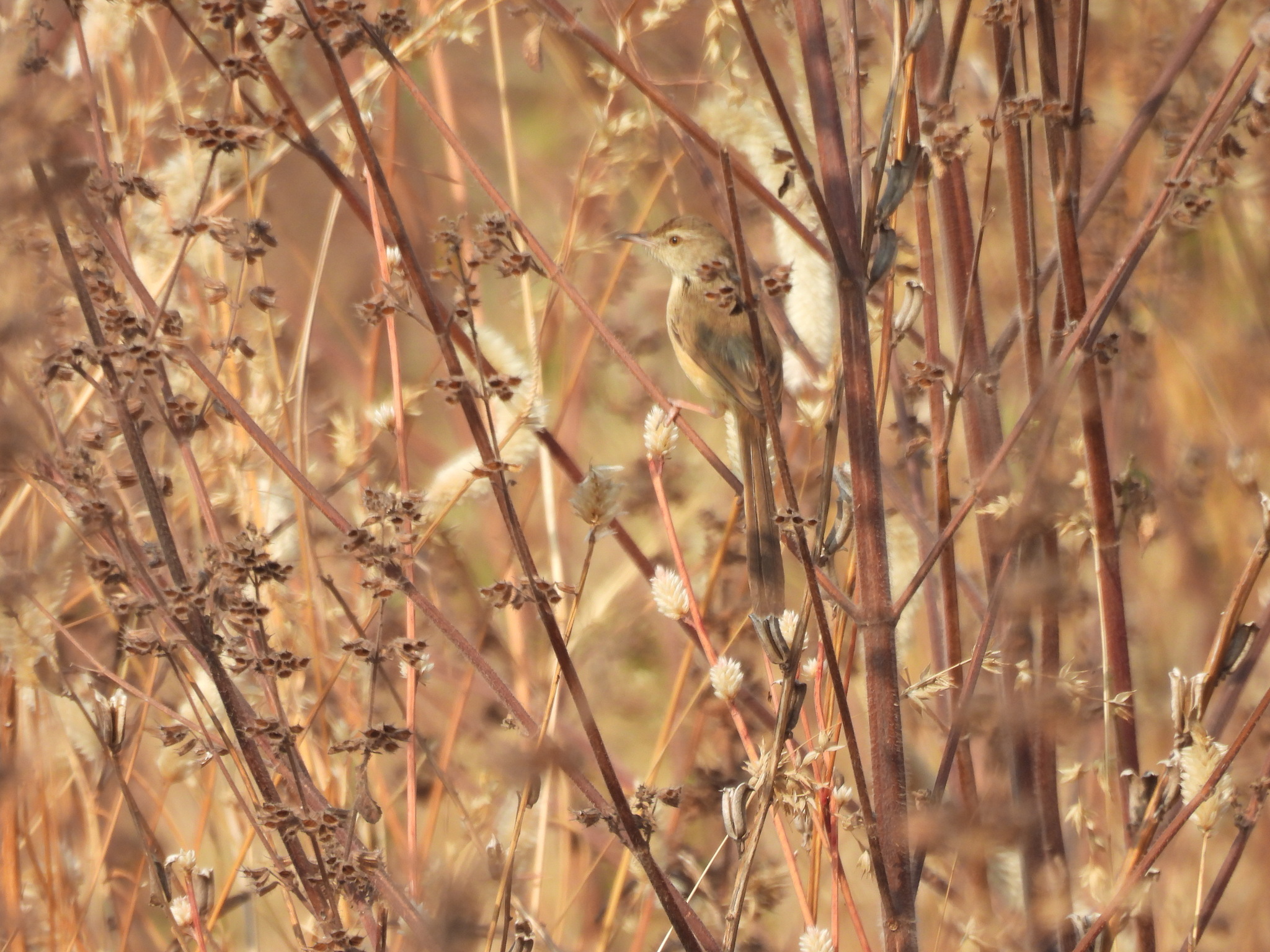 Jungle Prinia (Prinia sylvatica), photo 7