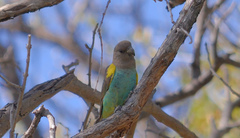 Poicephalus meyeri damarensis