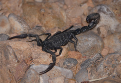 Hottentotta gentili