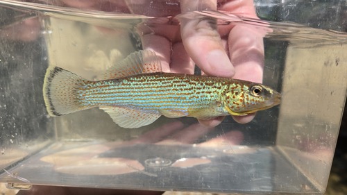 Disjunct Studfish