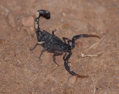 Hottentotta gentili