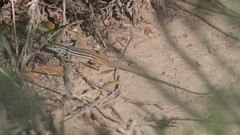 Aspidoscelis scalaris