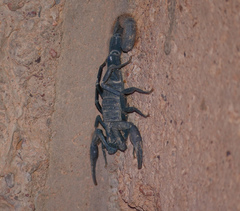 Hottentotta gentili