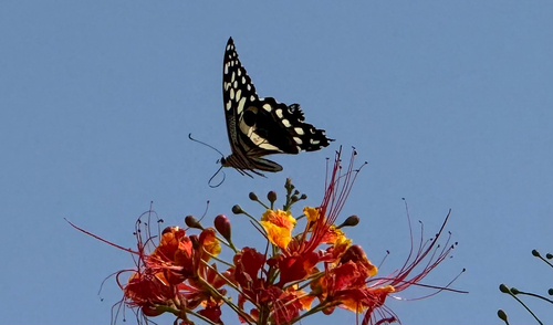 Citrus Swallowtail