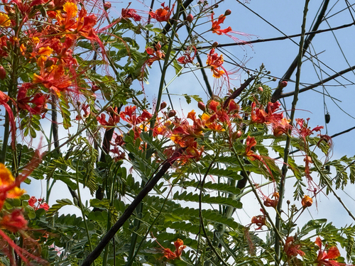 peacock flower