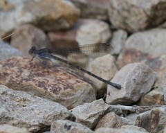 Argia immunda