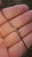 Arachnocephalus vestitus