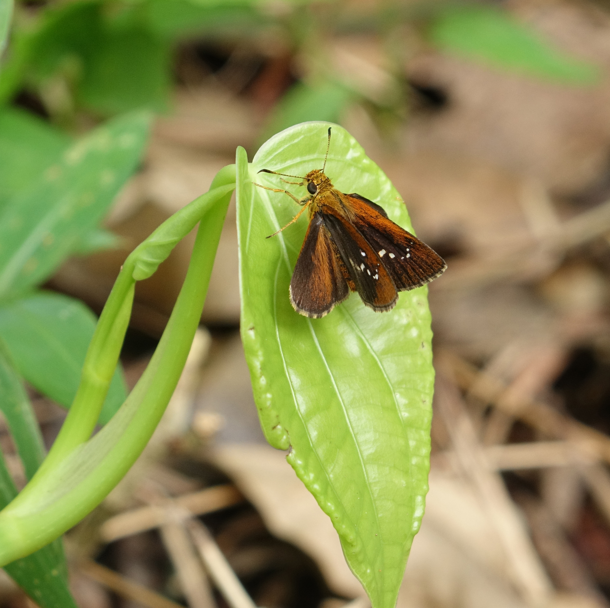 Chestnut Bob