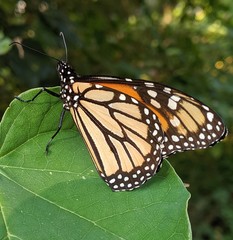 Danaus plexippus