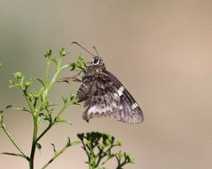 Codatractus arizonensis