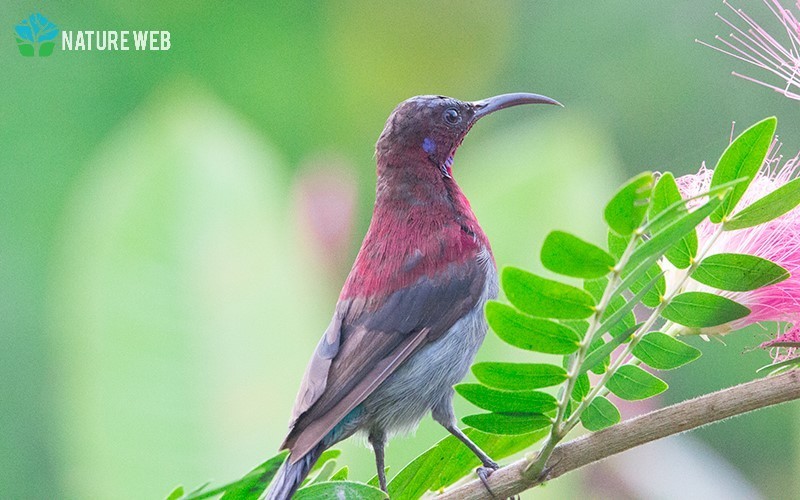 Vigors's Sunbird