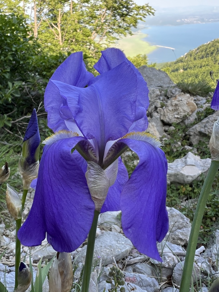 Iris pallida, Grad Livno, Federacija Bosne i Hercegovine, BA