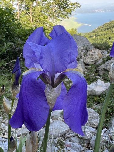 Iris pallida