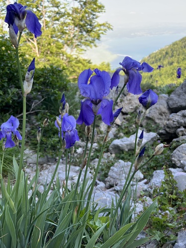 Iris pallida